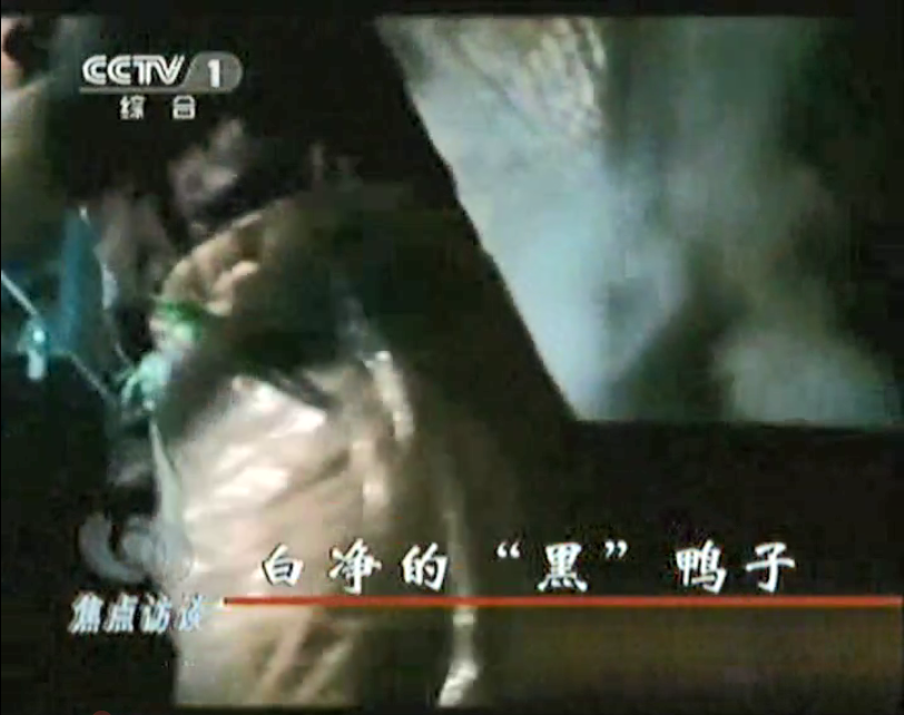 媒體曝光松香、瀝青拔鴨